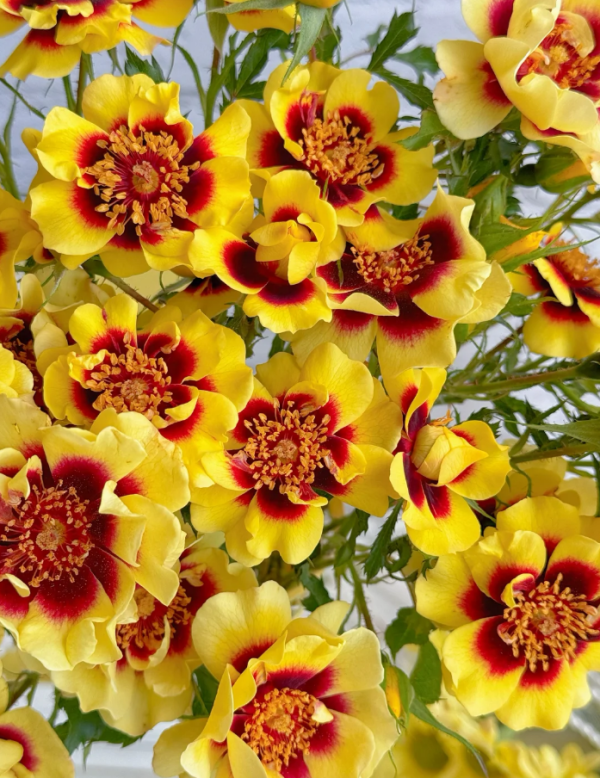 Sunset Babylon Eye Rose for sale丨Your roses
