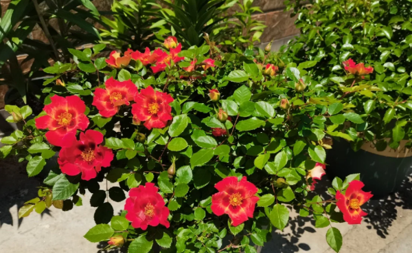 Sunshine Babylon Eyes Rose Plant丨Your roses