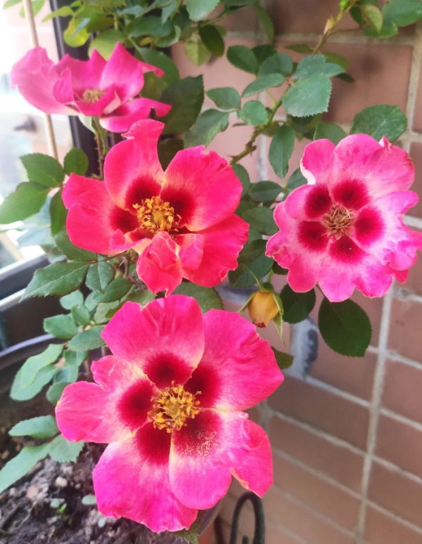 Rose Sunshine Babylon Eyes 丨Your roses