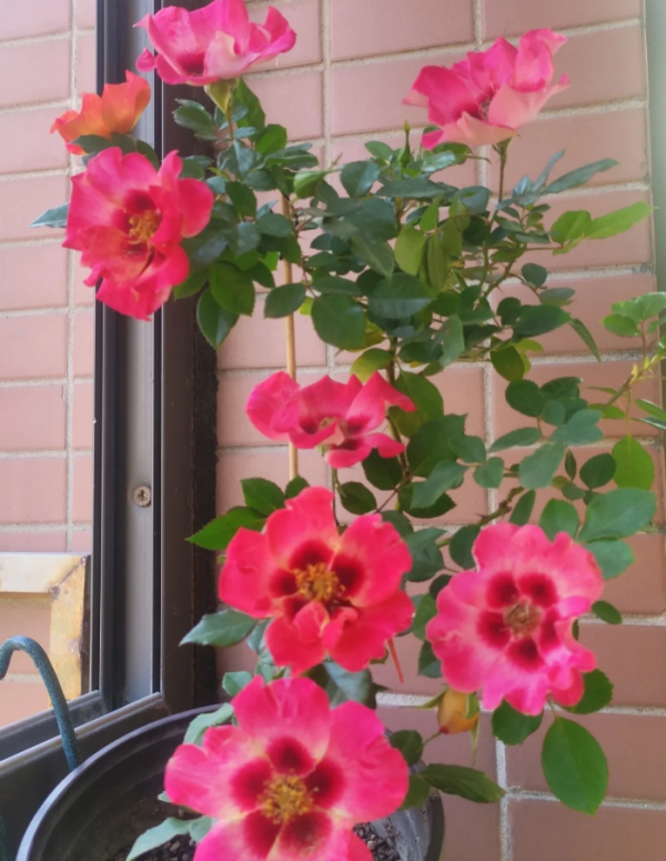 Sunshine Babylon Eyes Rose for sale丨Your roses