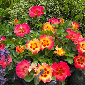 Sunshine Babylon Eyes Rose丨Your roses