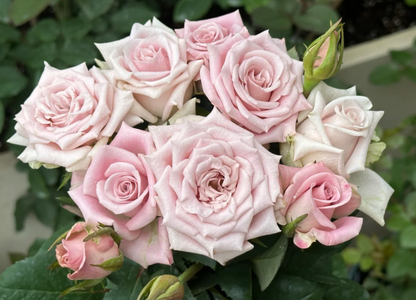 Sweet Menta Roses丨Your roses