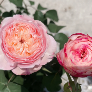 Tamaki Misora Rose Plant丨Your roses