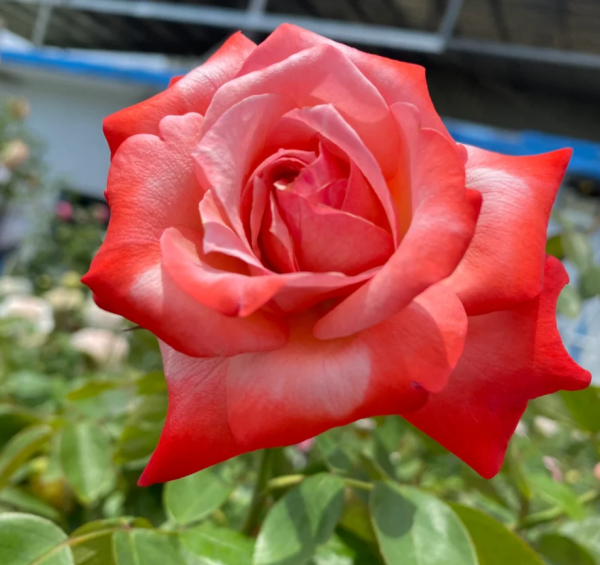 Tancho Rose Plant for sale丨Your roses