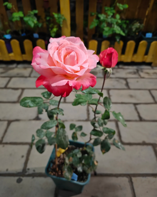 Tancho Roses丨Your roses