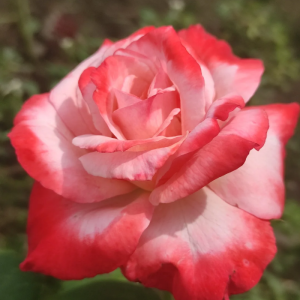 Tancho Rose丨Your roses