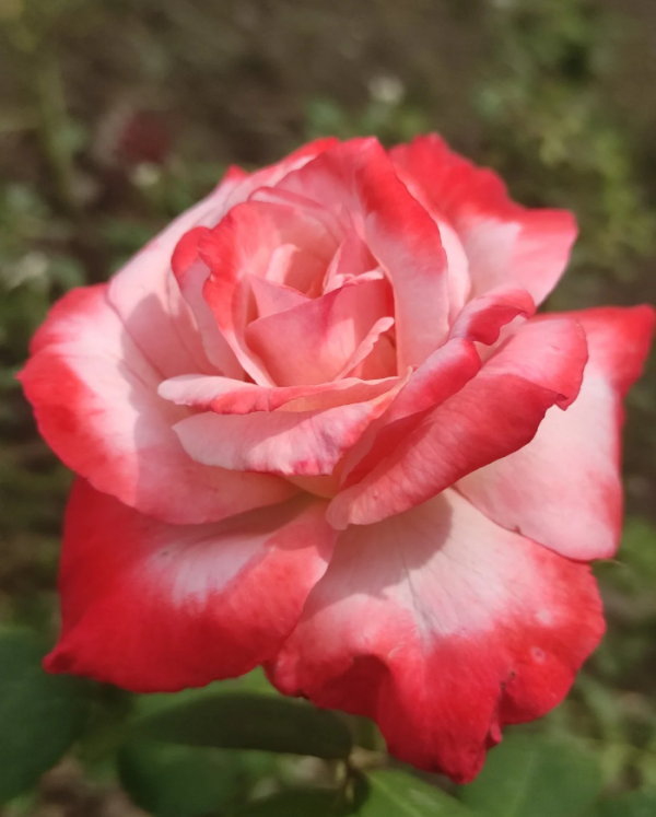 Tancho Rose丨Your roses
