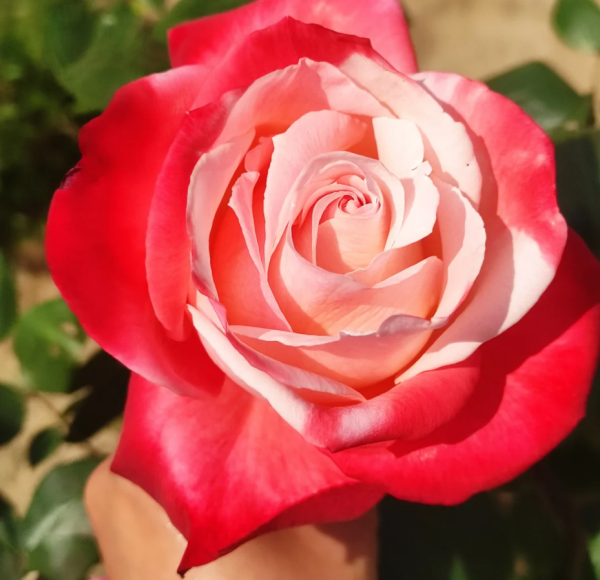 Tancho Rose Plant丨Your roses