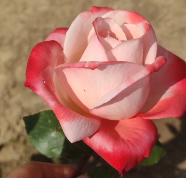 Tancho Rose for sale丨Your roses