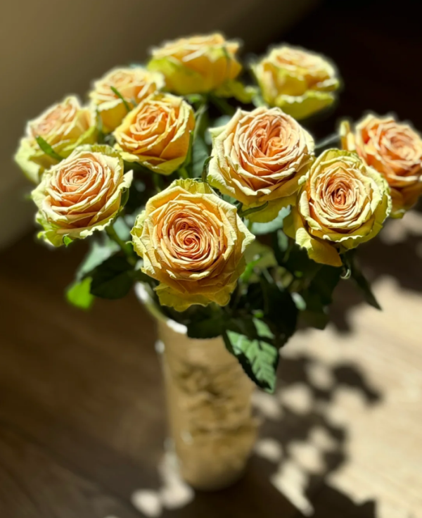Teddy's Rose Plant丨Your roses