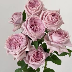 The Pride Rose丨Your roses