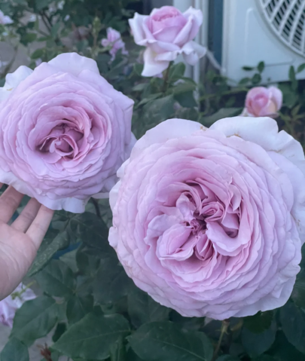 The Pride Rose for sale丨Your roses