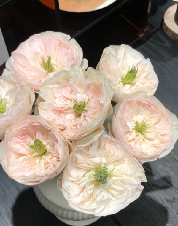 Tinkerbell Rose Plant forsale丨Your roses