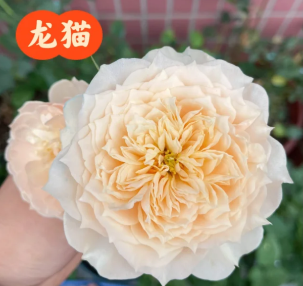 Totoro Roses丨Your roses