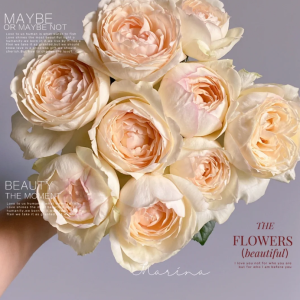 Totoro Rose丨Your roses