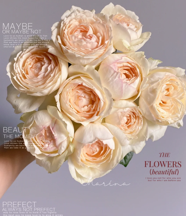 Totoro Rose丨Your roses