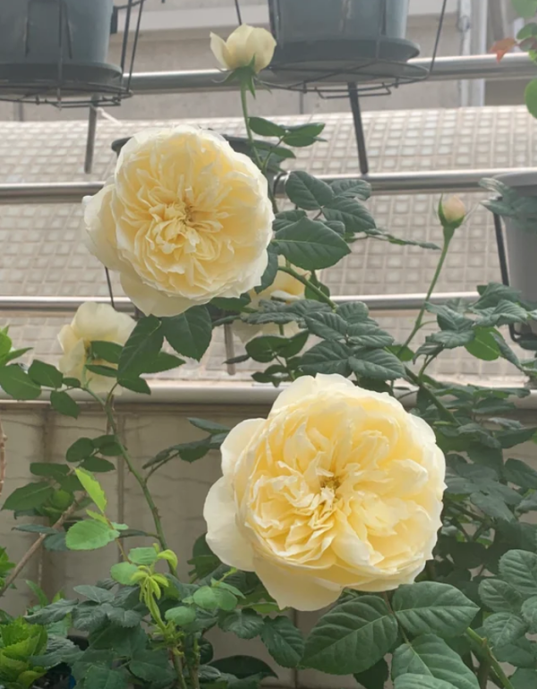 Totoro Rose plant丨Your roses