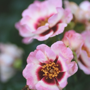 Trendy Babylon Eyes Rose丨Your roses