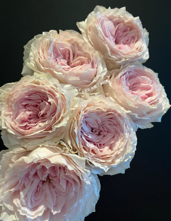 Tsumugi Fuli Rose plant丨Your roses