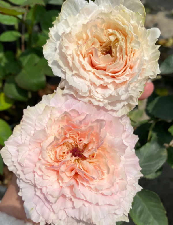 Tsumugi Fuli Rose for sale丨Your roses