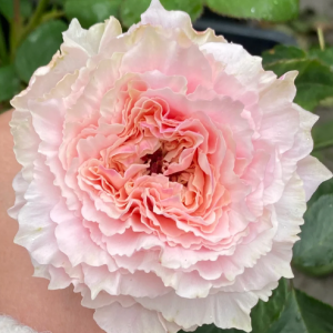 Tsumugi Fuli Rose丨Your roses