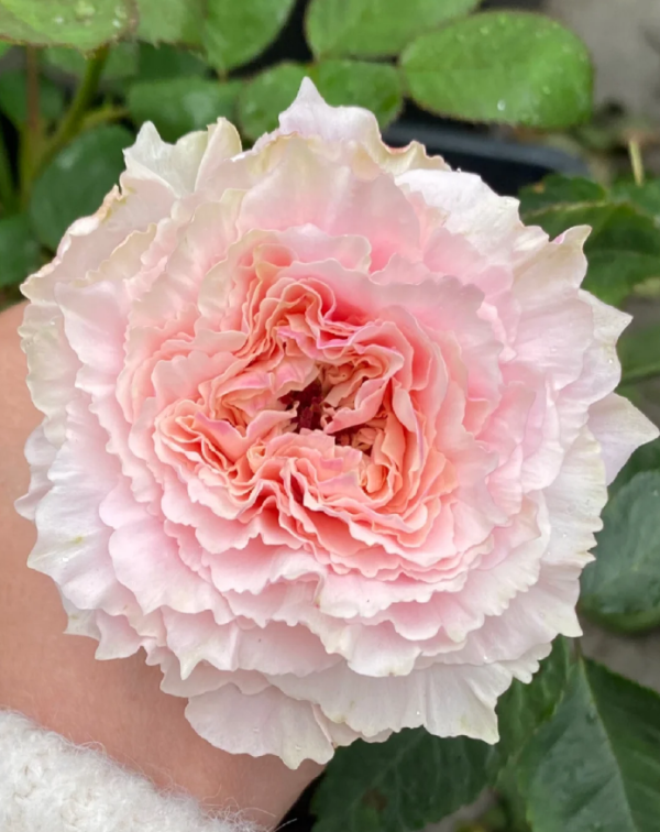 Tsumugi Fuli Rose丨Your roses