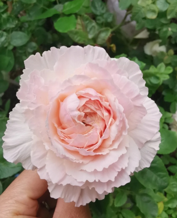 Tsumugi Fuli Rose丨Your roses