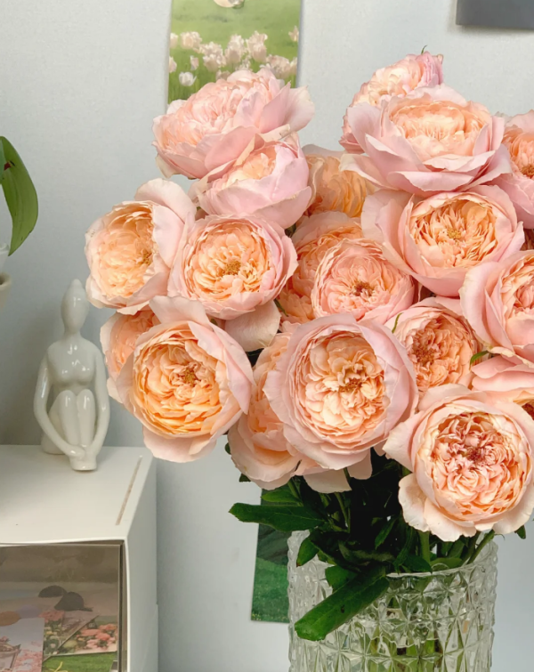 Tsumugi-ulala Rose plsnt丨Your roses