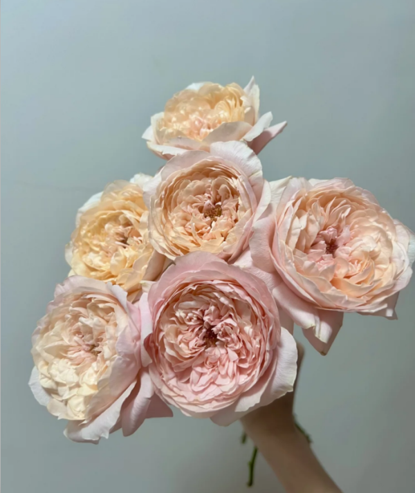 Tsumugi-ulala Rose for sale丨Your roses
