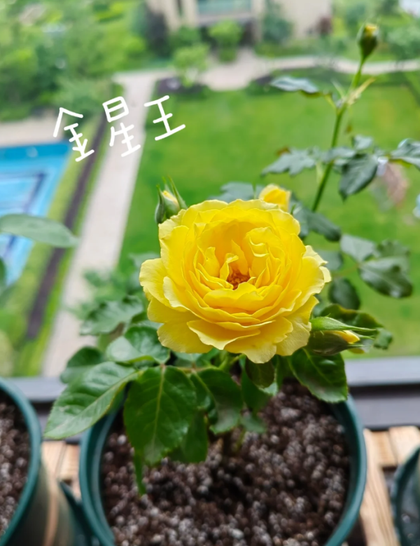 Venus King Terrazza Rose bush丨Your roses