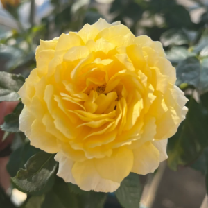 Venus King Terrazza Roses丨Your roses