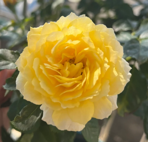 Venus King Terrazza Roses丨Your roses