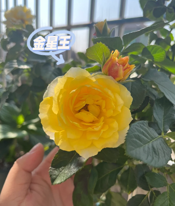 Venus King Terrazza Roses丨Your roses