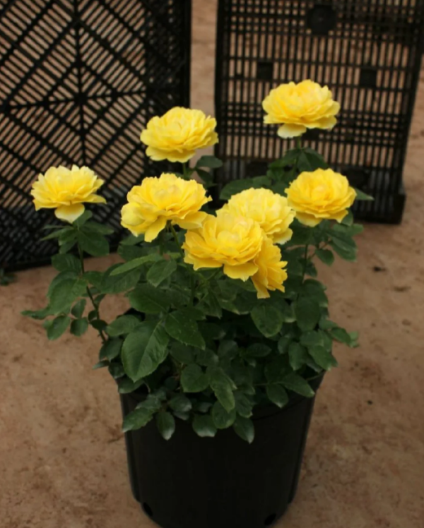 Venus King Terrazza Rose Plant丨Your roses