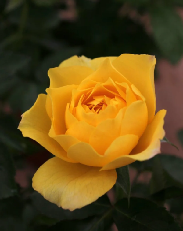 Venus King Terrazza Rose for sale丨Your roses
