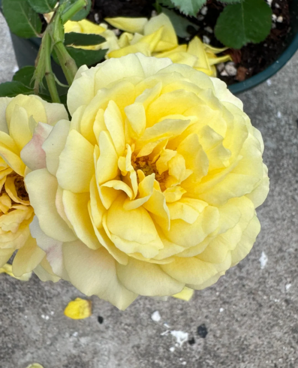 Venus King Terrazza Rose丨Your roses
