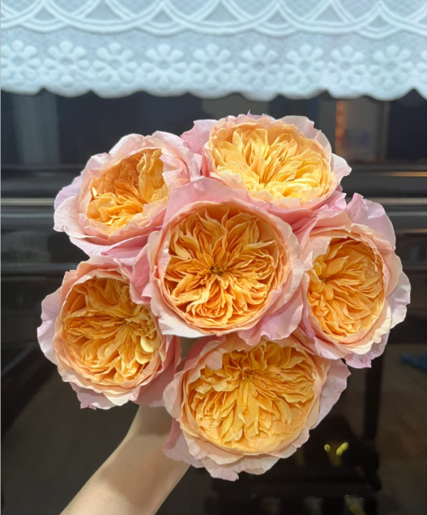 Victoria's secret Rose丨Your roses