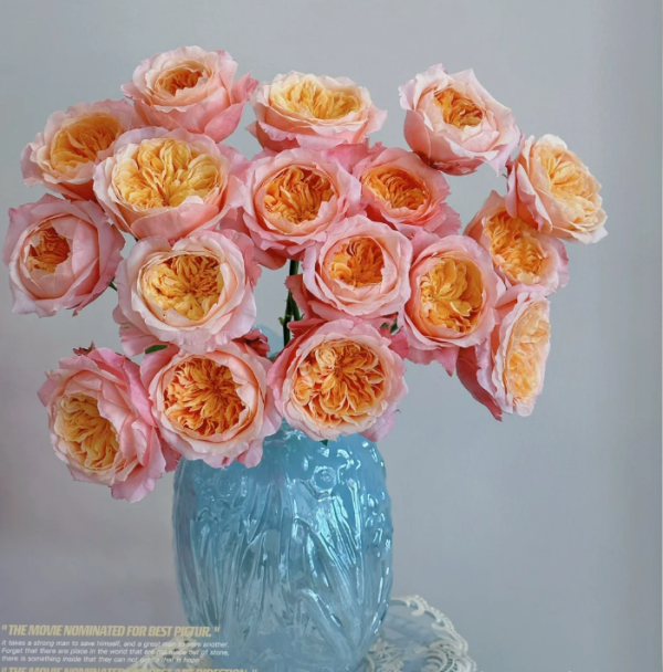 Victoria's secret Rose plant丨Your roses