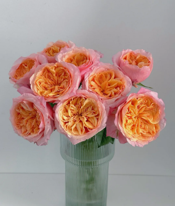 Victoria's secret Rose丨Your roses