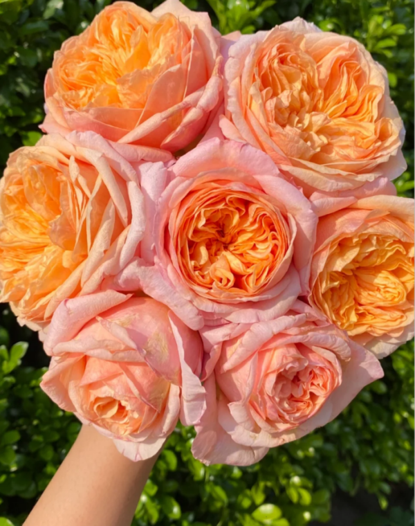 Victoria's secret Roses丨Your roses