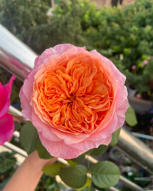 Victoria's secret Rose for sale丨Your roses