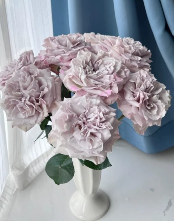 Westminster Abbey Rose丨Your roses