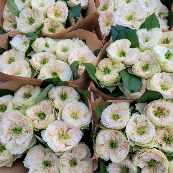 Whitby Abbey Rose plant丨Your roses