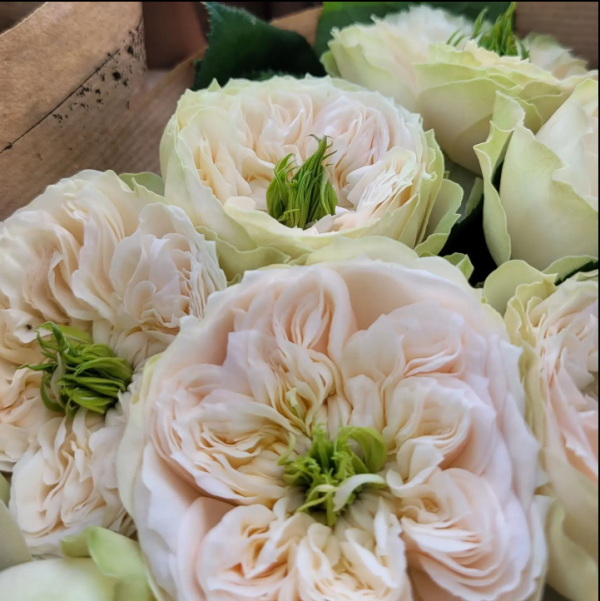 Whitby Abbey Roses丨Your roses