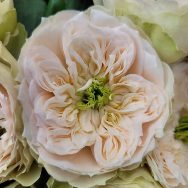 Whitby Abbey Rose for sale丨Your roses