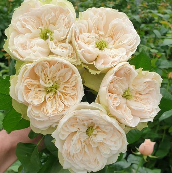 Whitby Abbey Rose丨Your roses
