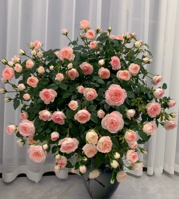 White Peach Ovation Rose Plant丨Your roses