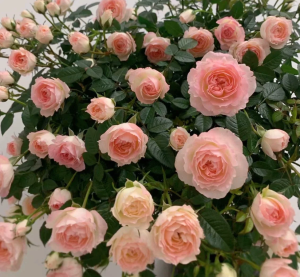 White Peach Ovation Rose丨Your roses