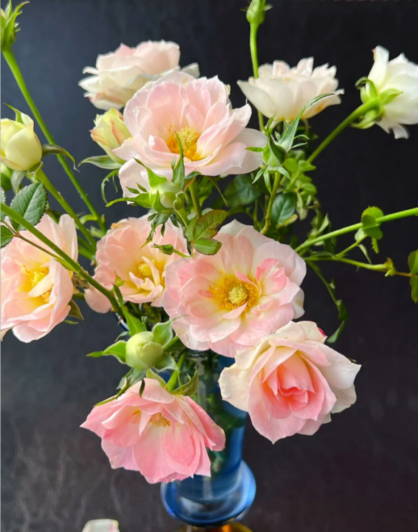 White Peach Ovation Roses丨Your roses