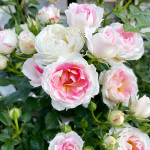 White Peach Ovation Rose for sale丨Your roses